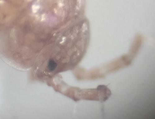 Trichoniscus pusillus